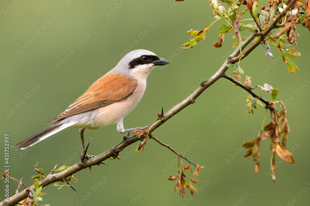 Adult male Red-backed shrike at his favorite watchtower on a rainy day