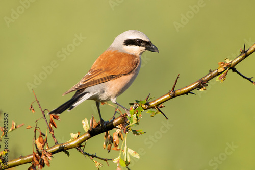 Male Red-backed shrike with the first light of dawn at his favorite watchtower in the breeding season