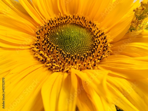 close up of sunflower © Yulia