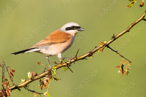 Adult male Red-backed shrike in its breeding territory with the first light of dawn