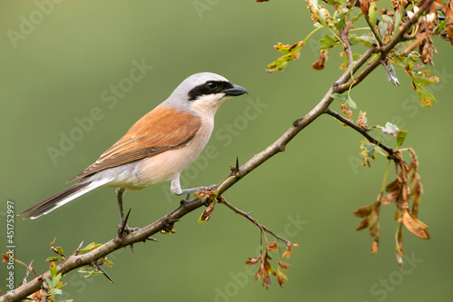 Adult male Red-backed shrike at his favorite watchtower on a rainy day © Jesus