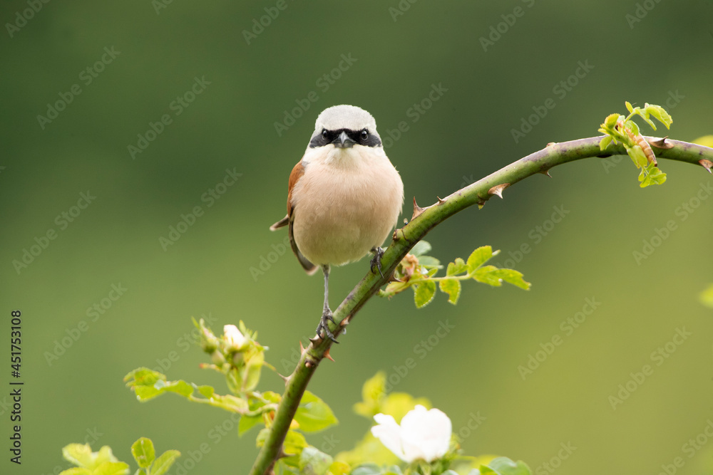 Obraz premium Adult male Red-backed shrike at his favorite watchtower on a rainy day