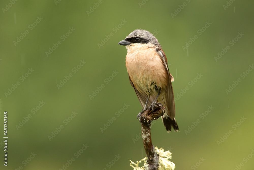 Naklejka premium Male Red-backed shrike with the first light of dawn at his favorite watchtower in the breeding season