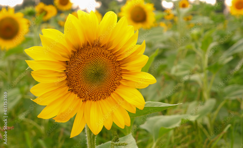 Sunflower flower on a green field in backlight. Yellow Sunflower field. Sunflower flower on a green field in backlight. Yellow Sunflower field.