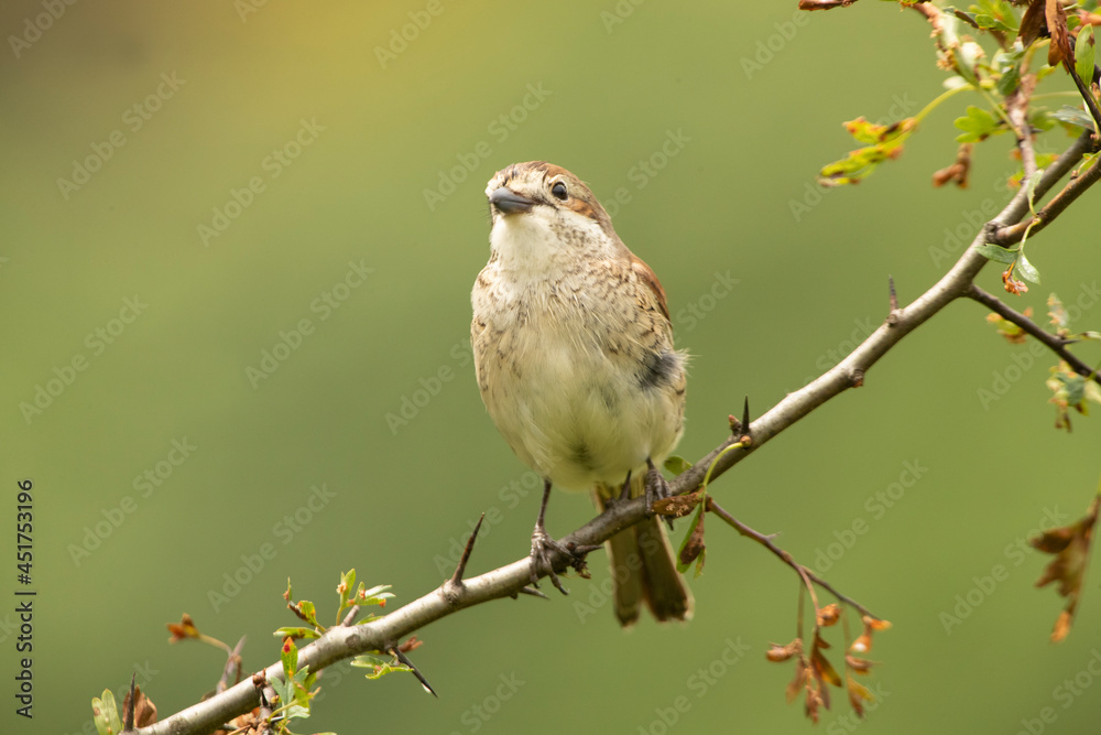Red-backed shrike female with last daylight on her favorite perch Red-backed shrike female with last daylight on her favorite perch