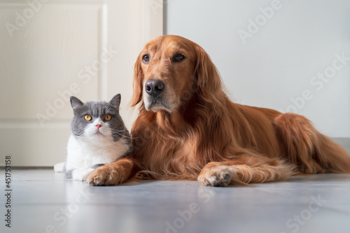 Canvas Print Golden Retriever and British Shorthair get close