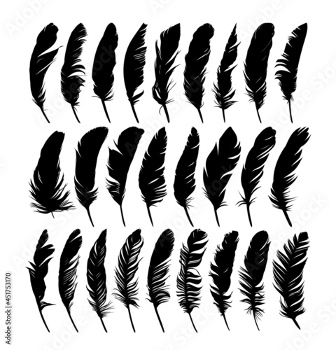 Set feathers of various birds.
