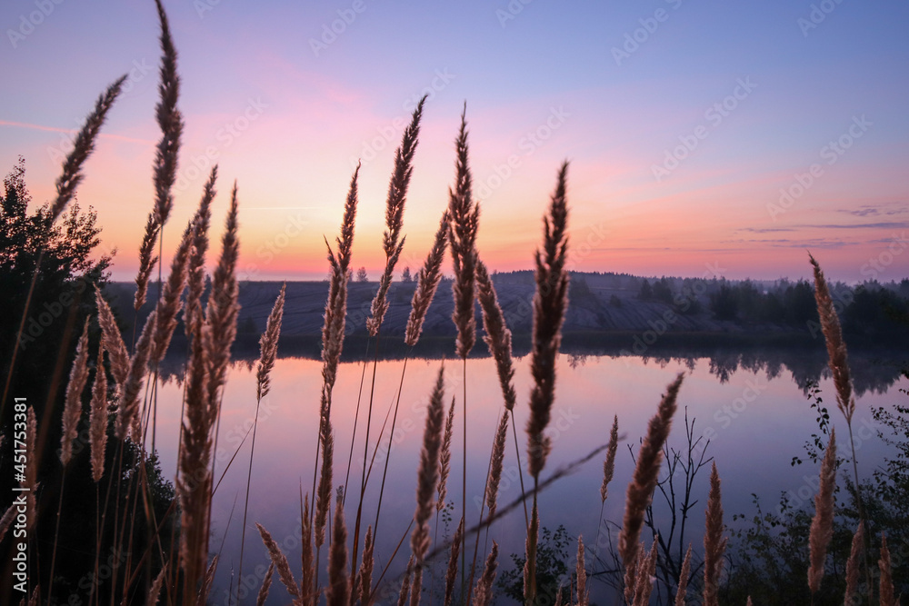 spikelets of herbs at dawn