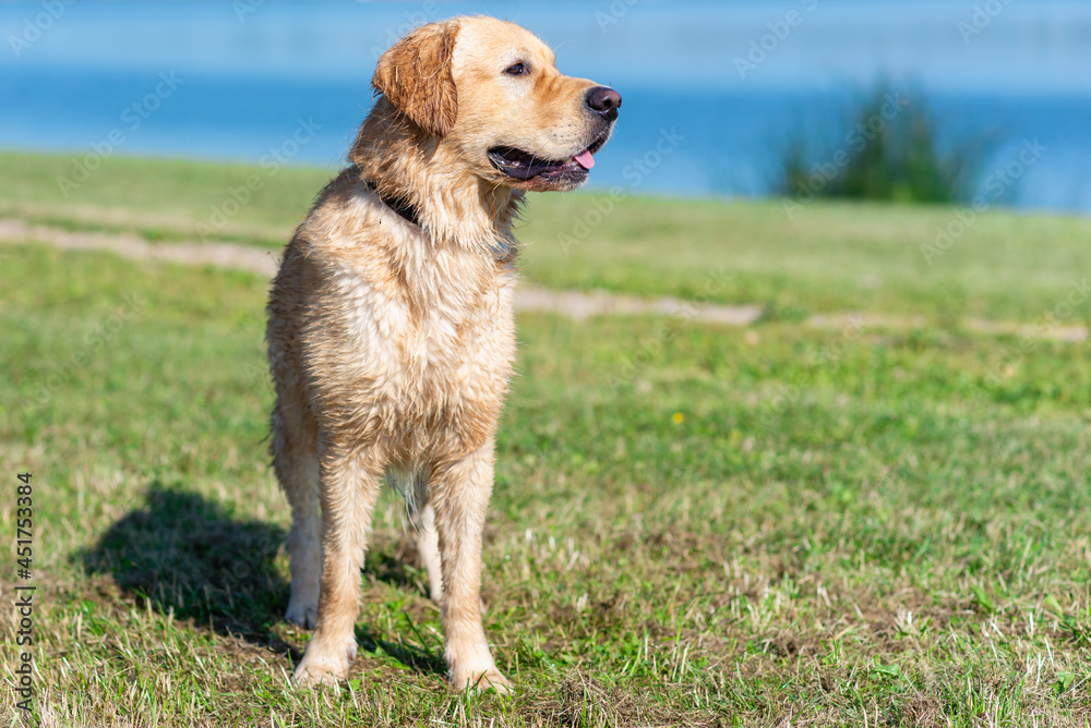 Wet Golden labrador dog staying near the water.happy Labrador retriever. Water is near.Copy space.