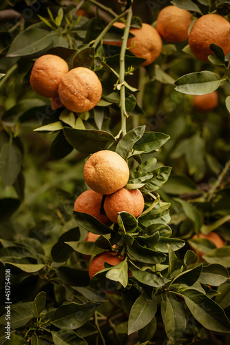 Tangerine garden with fruits