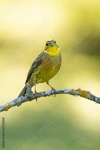 Male Yellowhammer in his breeding territory in the last light of day