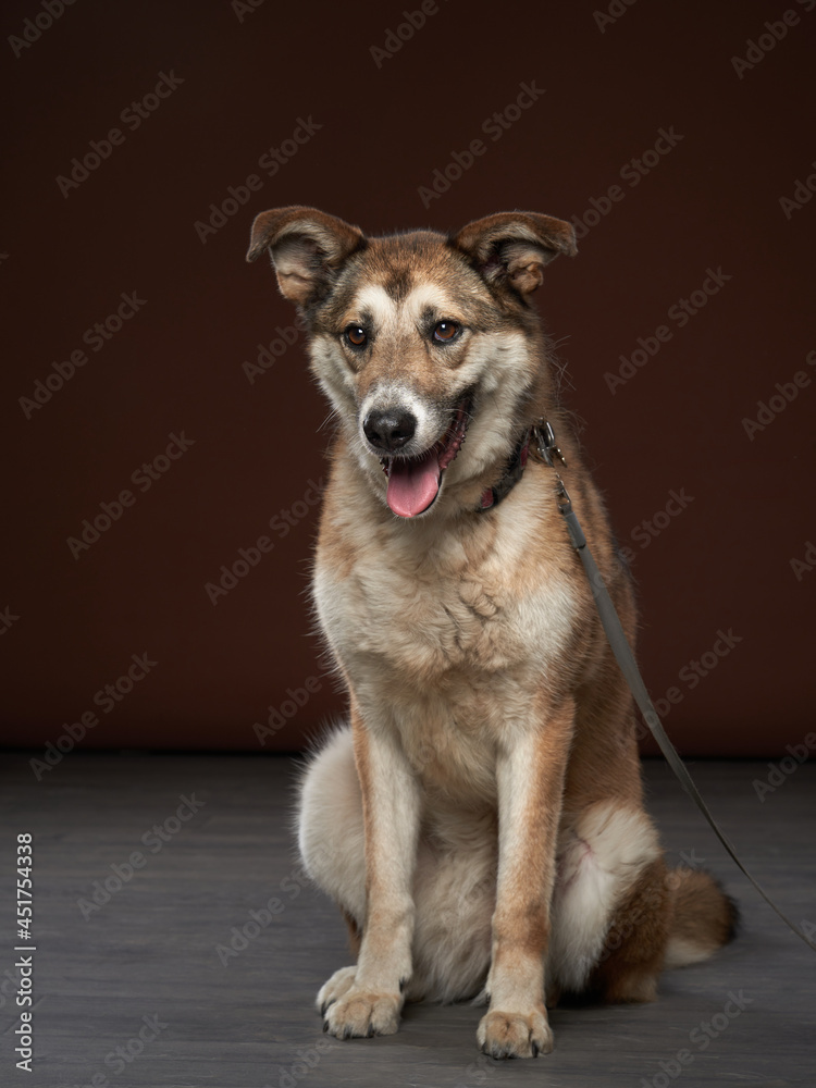 mixed breed dog on brown background. Pet in the photo studio. 