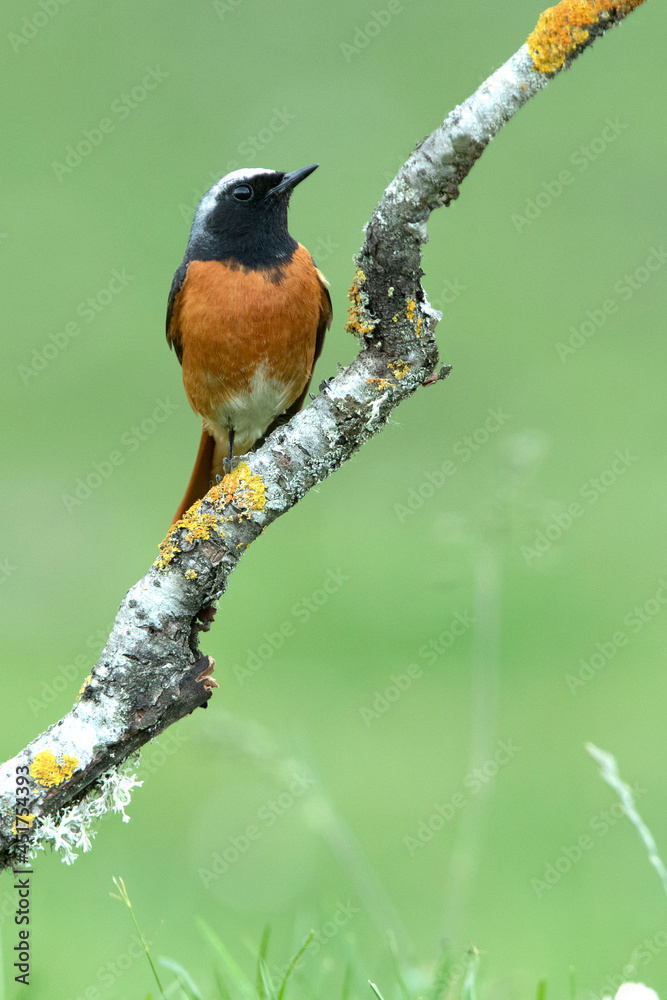 Common redstart male in her breeding territory in the last light of day Common redstart male in her breeding territory in the last light of day