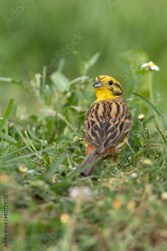 Male Yellowhammer in his breeding territory in the last light of day