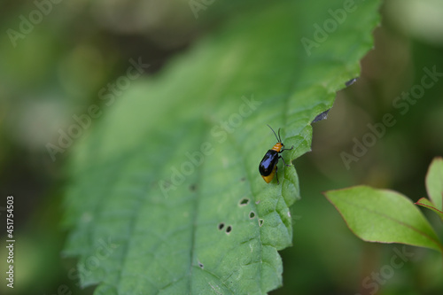 Cucurbit leaf beetle in yellow and black is on broad green leaf in a bush.