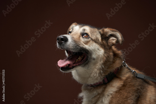 mixed breed dog on brown background. Pet in the photo studio. 