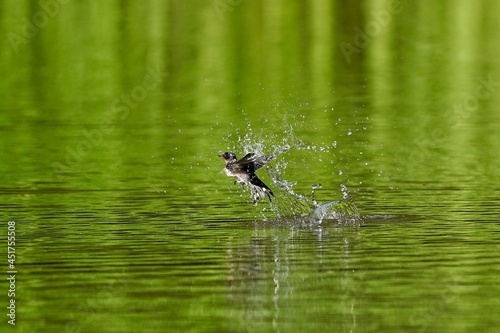 swallow in flight © Matthewadobe