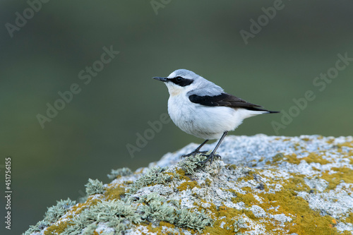 Adult male Northern wheatear in his breeding territory with rutting plumage at first light of day