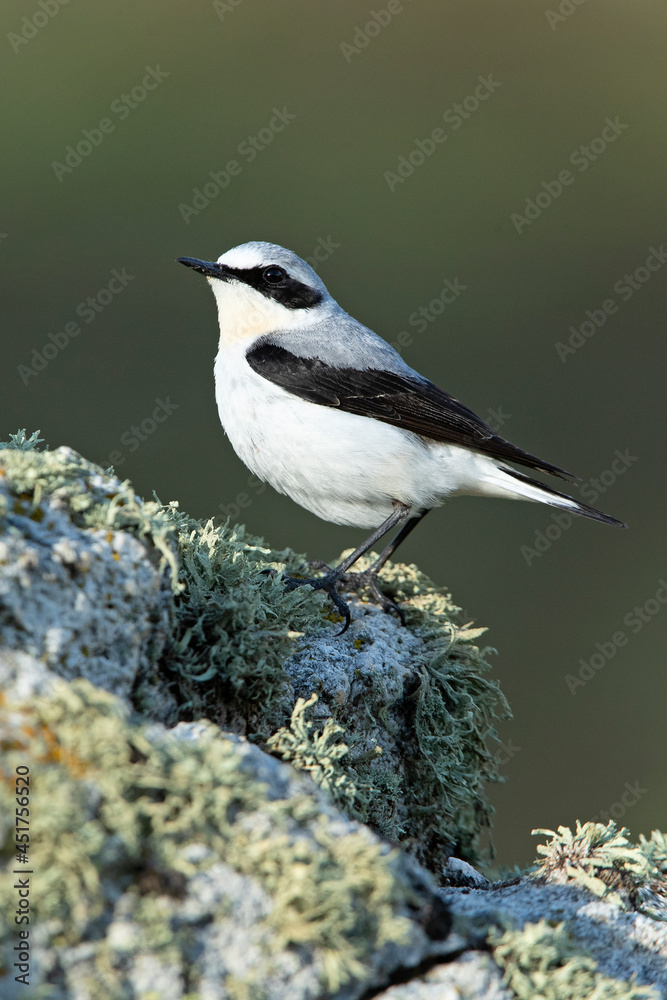 Obraz premium Adult male Northern wheatear in his breeding territory with the first light of dawn