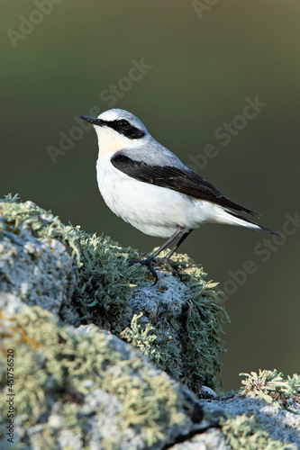 Adult male Northern wheatear in his breeding territory with the first light of dawn