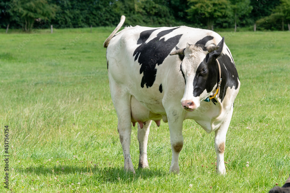 Freilaufende Milchrinder auf einer Weide in Schleswig-Holstein