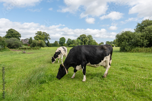 Freilaufende Milchrinder auf einer Weide in Schleswig-Holstein