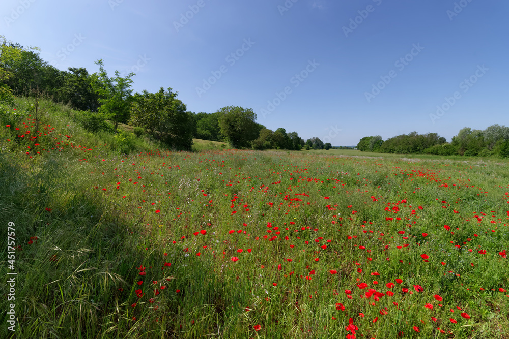 Poppies fields in the hills of the french Vexin regional nature park