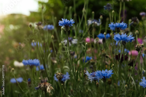 Beautiful blue cornflowers growing in meadow on summer day