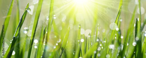 Obraz  z motywem Lush green blades of grass with transparent water drops on meadow close up. Fresh morning dew at sunrise. Panoramic spring nature background. 