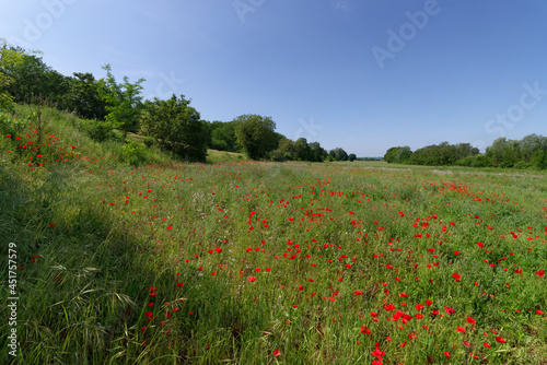 Poppies fields in the hills of the french Vexin regional nature park