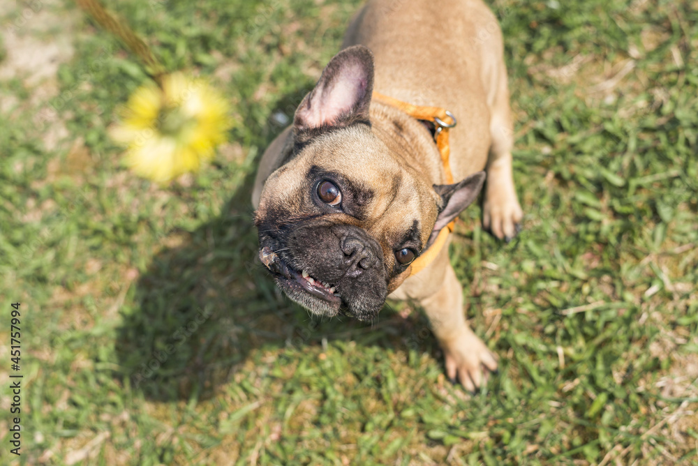 French bulldog dog stands in grass and looking at dandelion