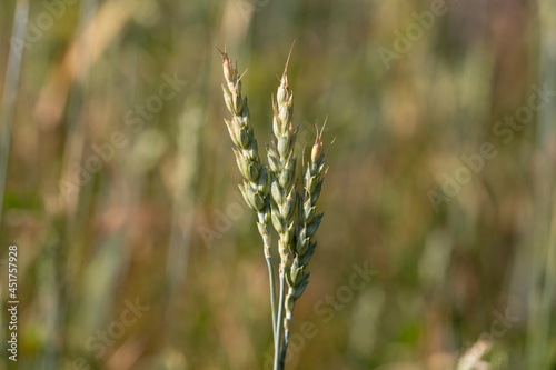 Three ripe spikelets of wheat in the field, harvest