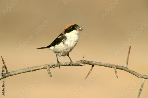 Woodchat shrike at your favorite perch in the last lights of the day
