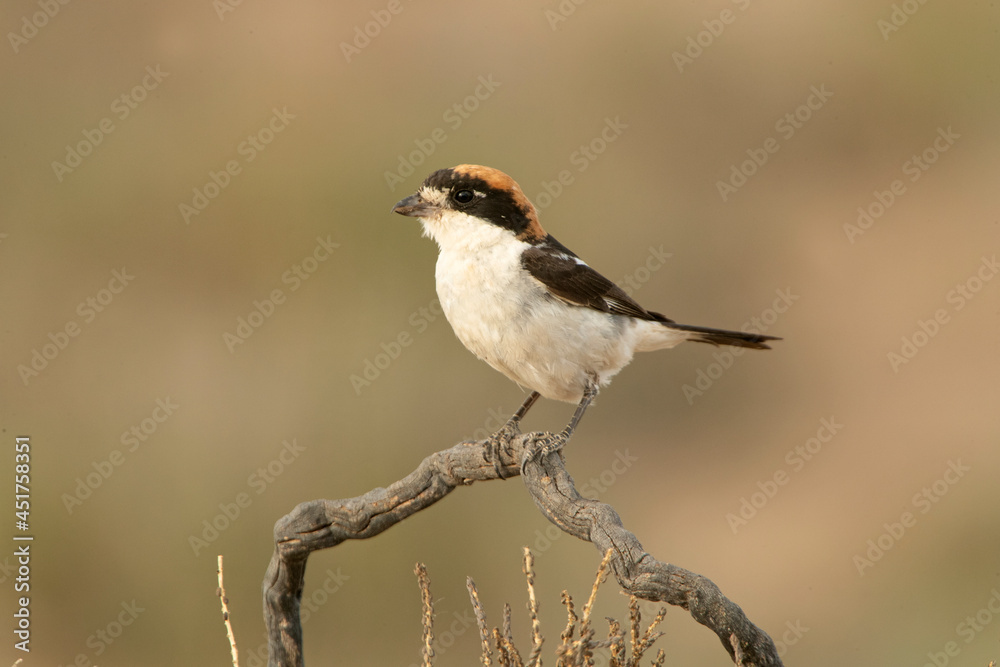 Fototapeta premium Woodchat shrike in the last lights of the afternoon at its favorite perch in its breeding territory