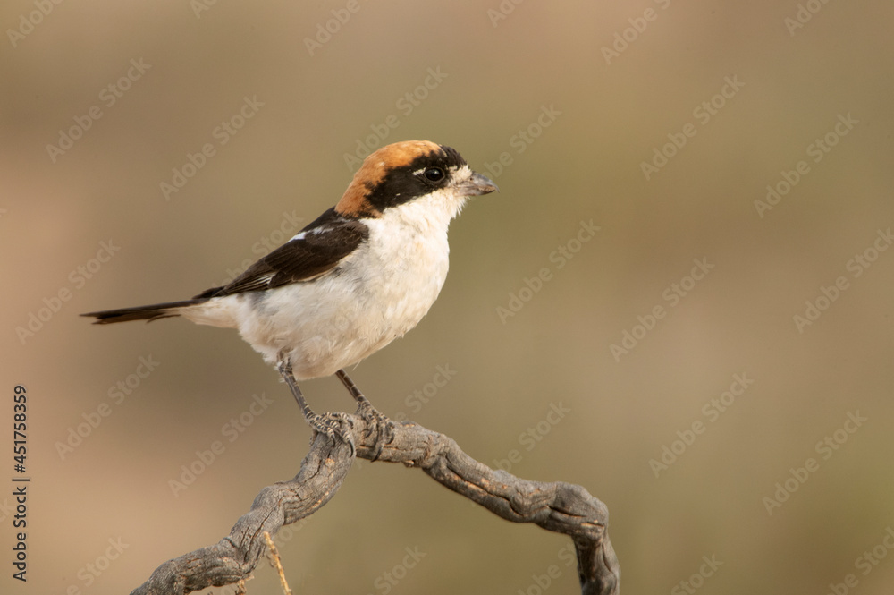 Woodchat shrike in the last lights of the afternoon at its favorite perch in its breeding territory