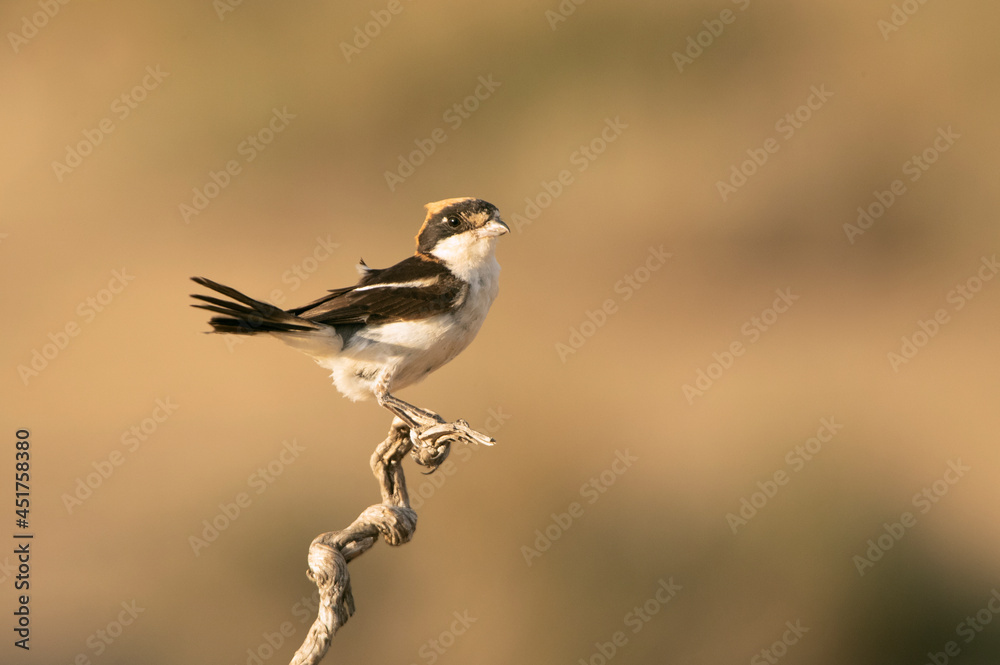 Obraz premium Woodchat shrike in the last lights of the afternoon at its favorite perch in its breeding territory