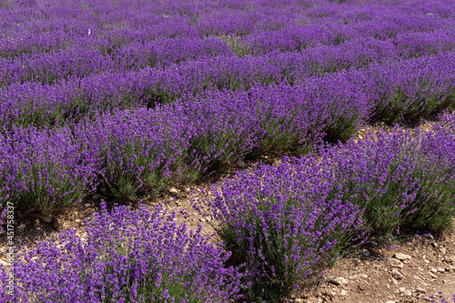 Blooming lavender in the summer. lavender blooming scented flowers.