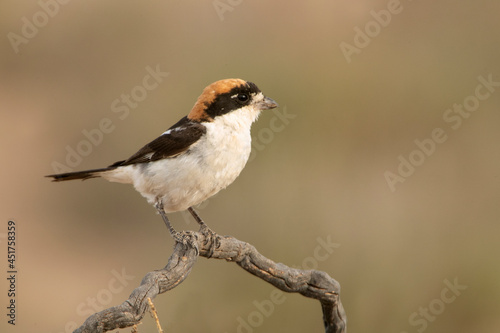 Woodchat shrike in the last lights of the afternoon at its favorite perch in its breeding territory © Jesus