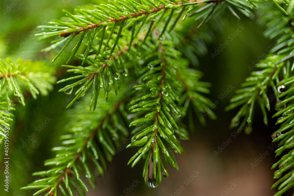 Pine branch close up with raindrops on blurred background Pine branch close up with raindrops on blurred background
