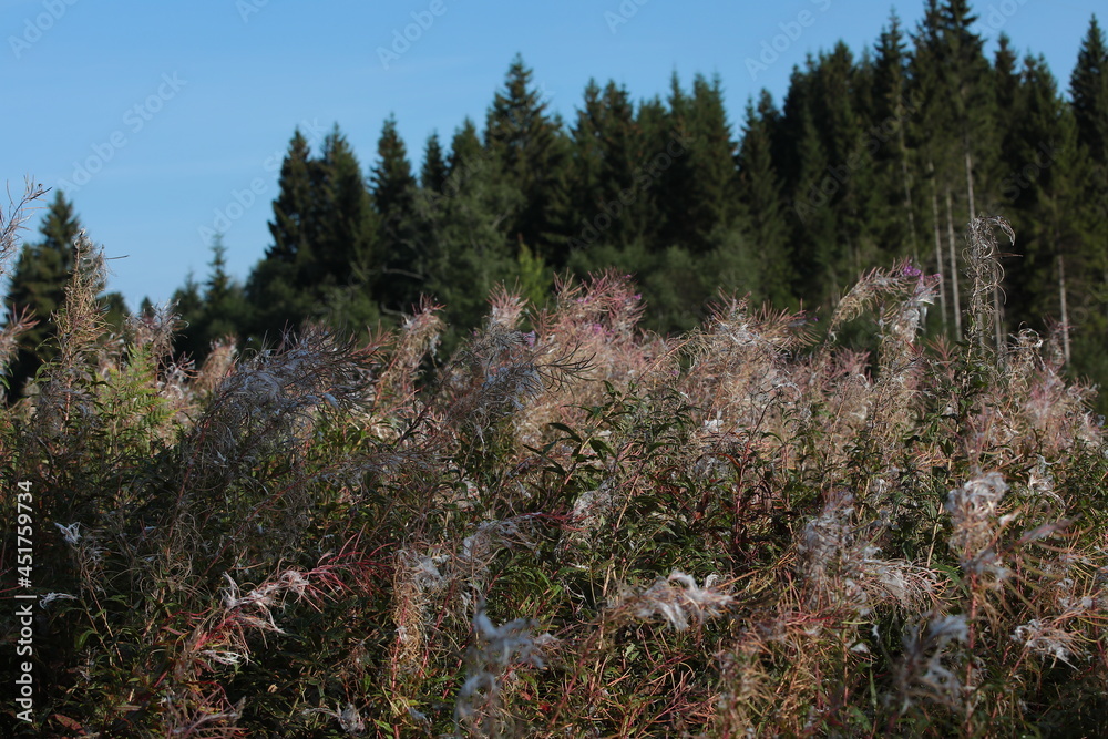 Pine forest in autumn with high fading grass in a spider web.Nature background Pine forest in autumn with high fading grass in a spider web.Nature background