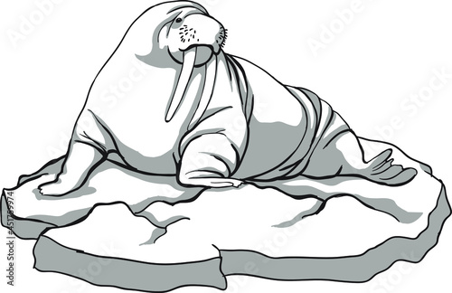 Big walrus on an ice floe, black and white, animals of the north
