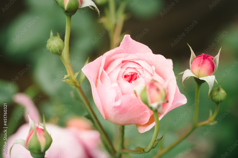 Light pink English garden rose in the garden at daytime Light pink English garden rose in the garden at daytime