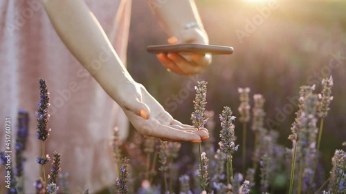 Close-up of young woman agronomist hands, business owner touching smartphone in lavender field at sunset. Ecoculture farm. Scientist working in garden with agriculture technology photo