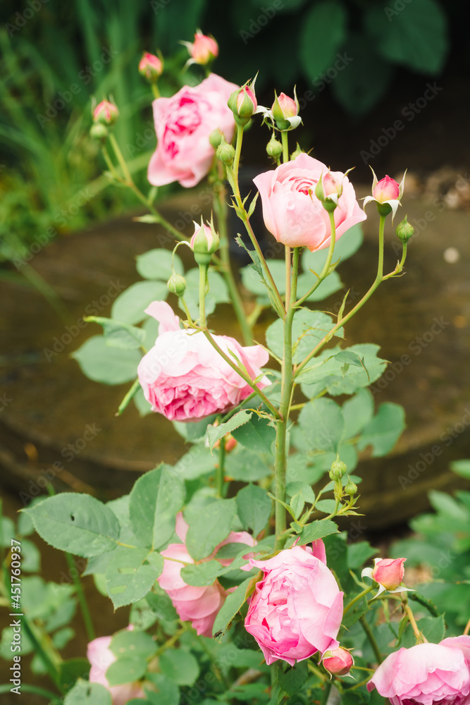 Obraz premium Light pink English garden rose in the garden at daytime