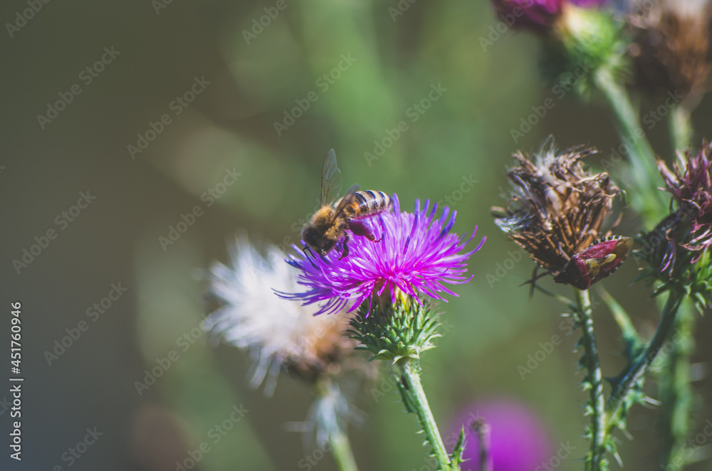 Bee on purple thistle