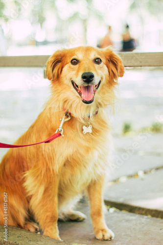 Beautiful happy funny dog is playing and having fun outdoors