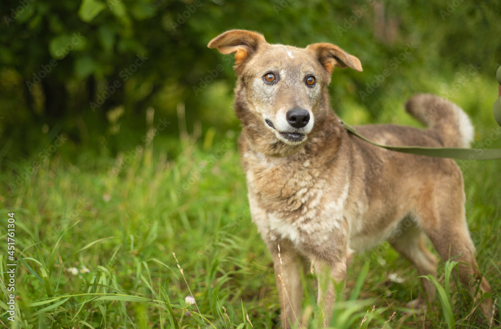 Beautiful happy funny dog is playing and having fun outdoors