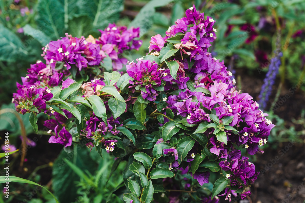 Purple bougainvillea plant in the garden in summer Purple bougainvillea plant in the garden in summer