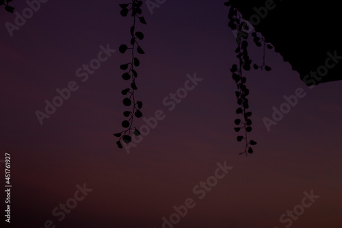 silhouette of ivy and blur twilight sky near night