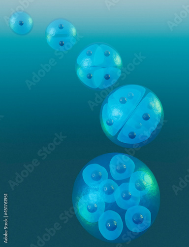Fertilised egg cell dividing, illustration photo